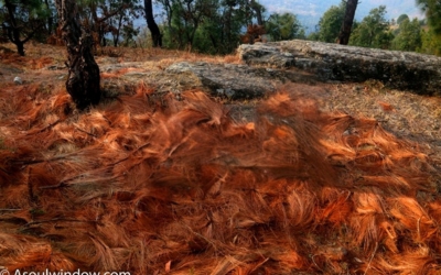 The rustic stone and wood exterior of Leela Orchard nestled in a green setting